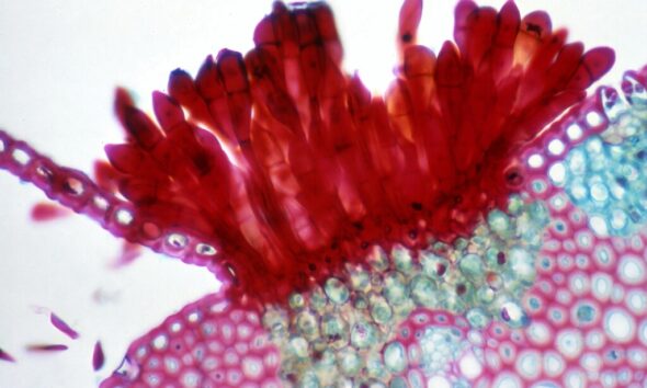 Effective Strategies for Controlling Household Mold Growth