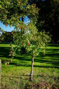 Tree Pruning Made Simple: Easy Tips for Healthy Trees