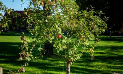 Tree Pruning Made Simple: Easy Tips for Healthy Trees