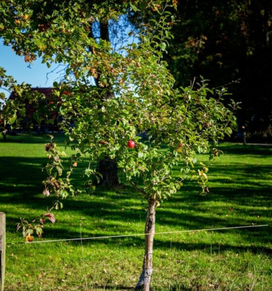 Tree Pruning Made Simple: Easy Tips for Healthy Trees