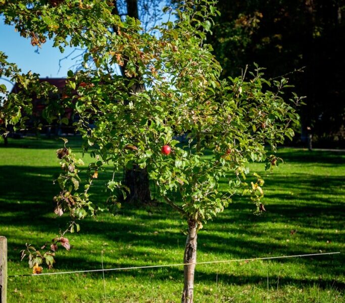 Tree Pruning Made Simple: Easy Tips for Healthy Trees