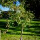 Tree Pruning Made Simple: Easy Tips for Healthy Trees
